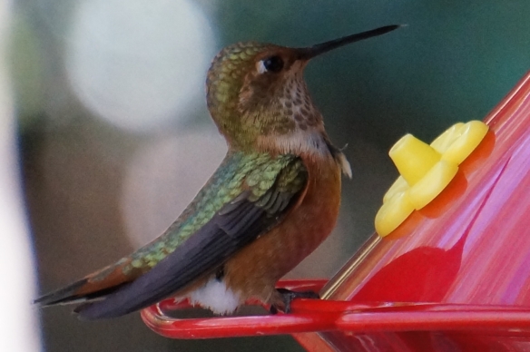 Allen's Hummingbird (young male, or female)